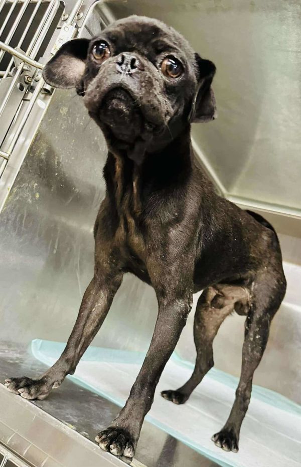 Harvey Arriving thumbnail 3