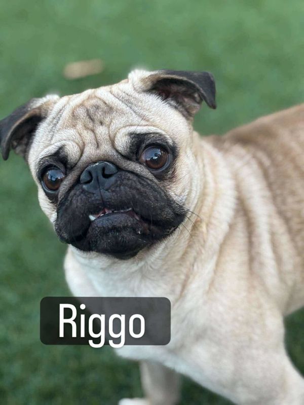 Riggo Arriving