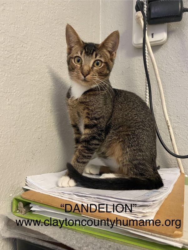 Dandelioncchs