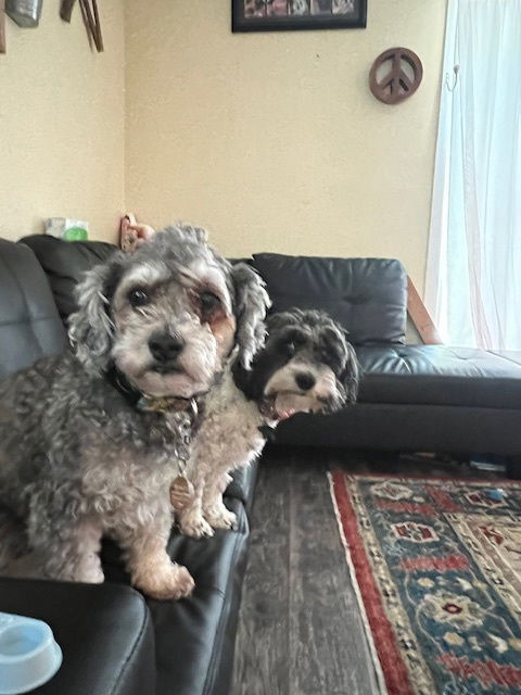 Ramsey  Really Handsome thumbnail 3