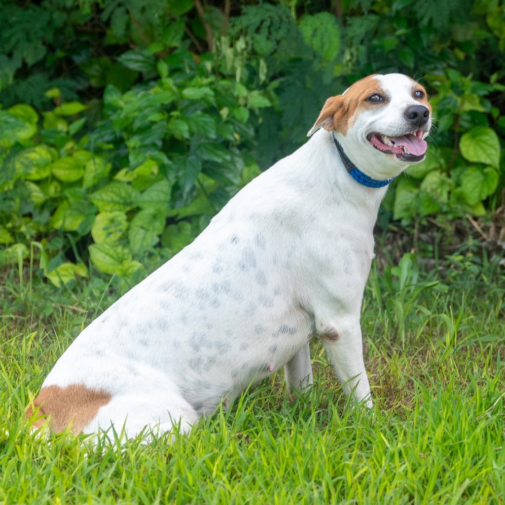 Cinder, an adoptable Affenpinscher in Mangilao, GU, 96923 | Photo Image 1