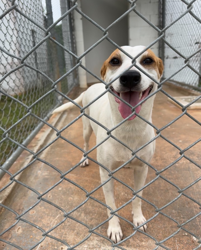 Cinder, an adoptable Affenpinscher in Mangilao, GU, 96923 | Photo Image 2