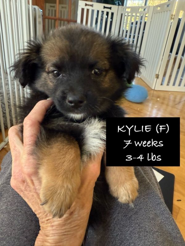 Kylie