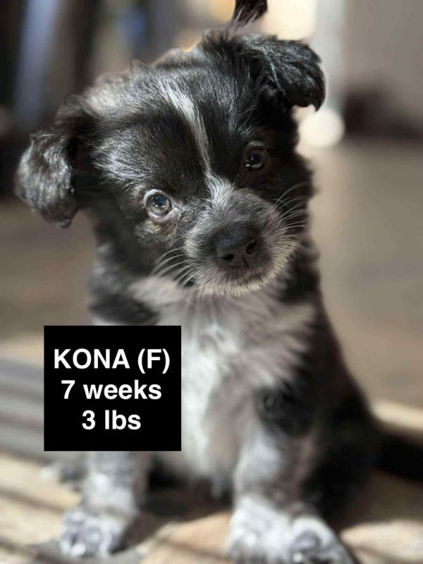 Kona