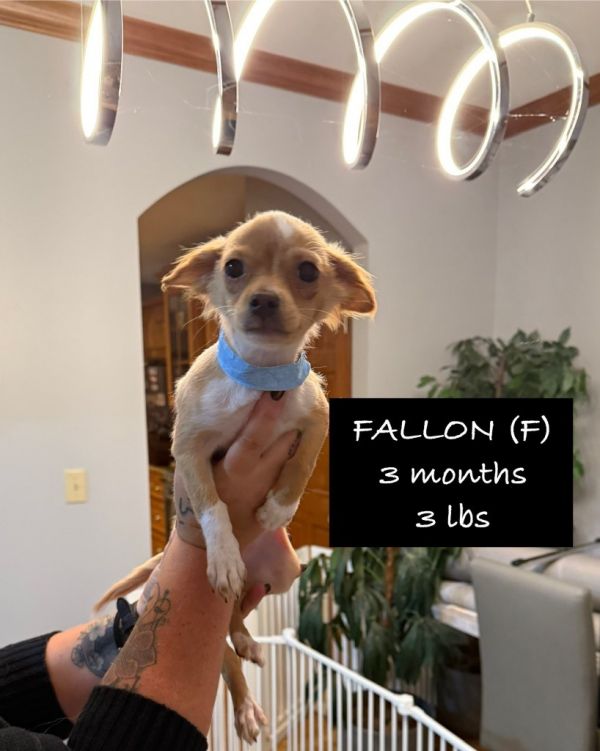 Falon