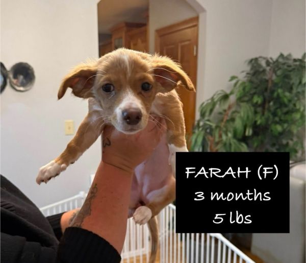Farah