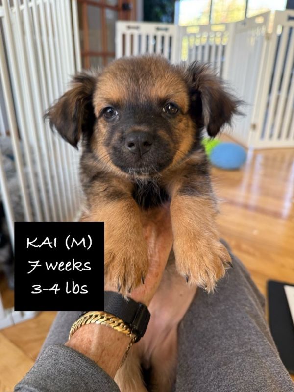 Kai