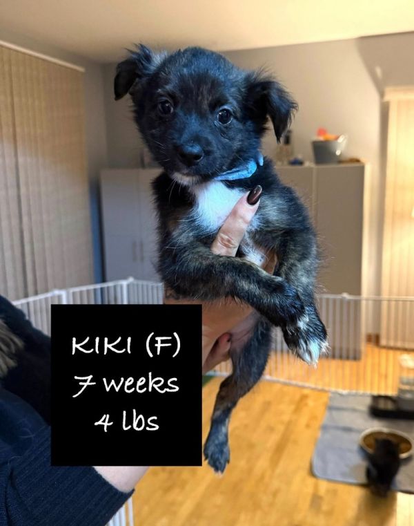 Kiki