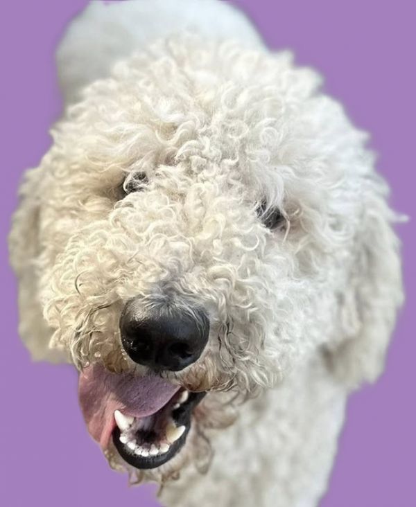 Cooper
