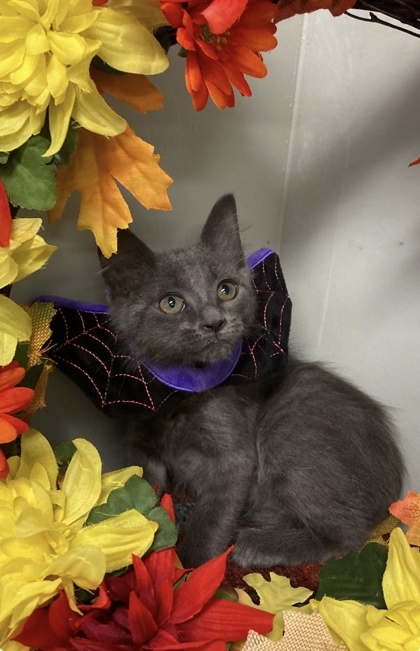 Fluffy Feathers thumbnail 2