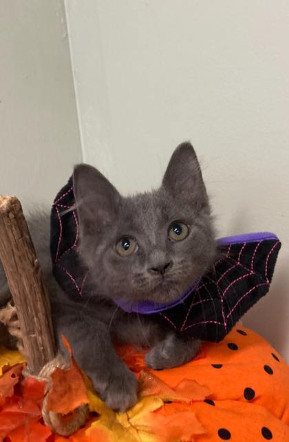 Fluffy Feathers thumbnail 3