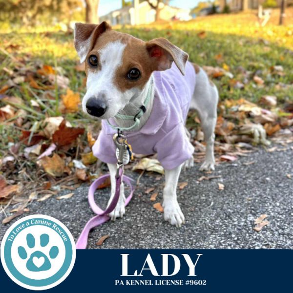 Lady