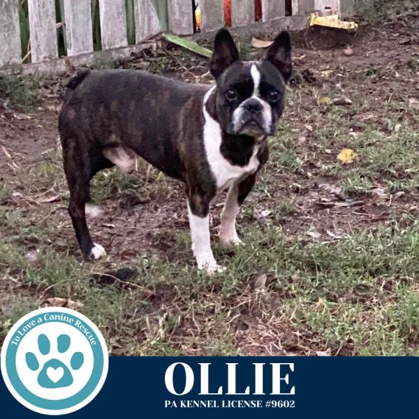 Ollie