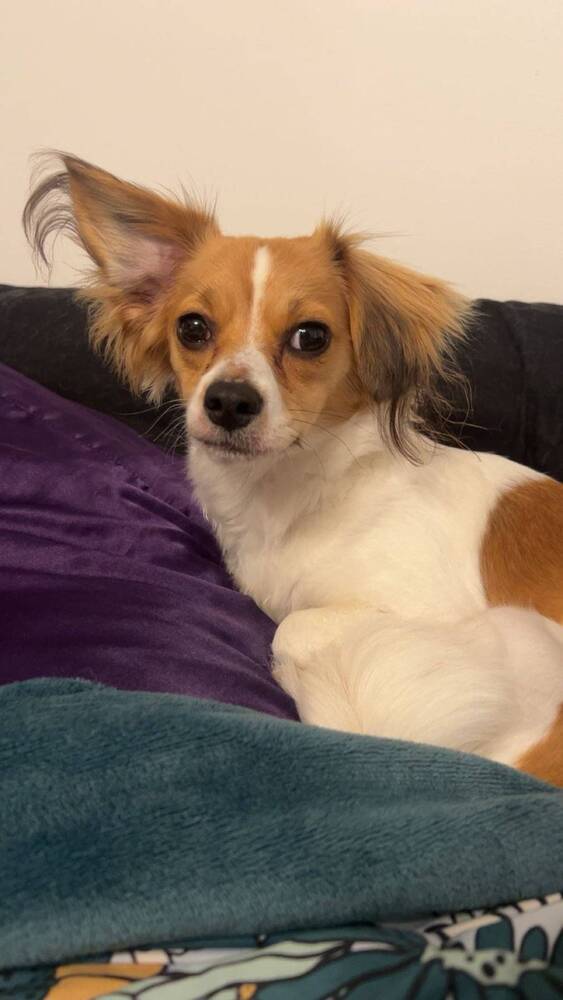 Tilly Aka Maggie