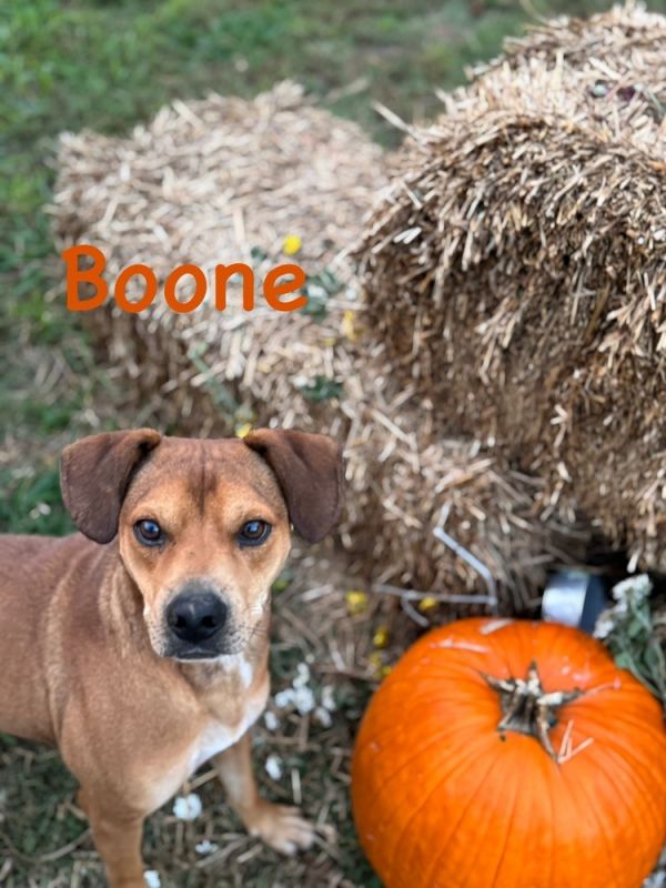 Boone