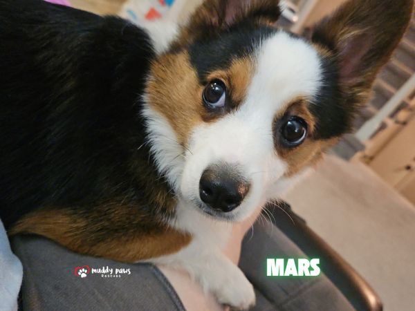 Mars