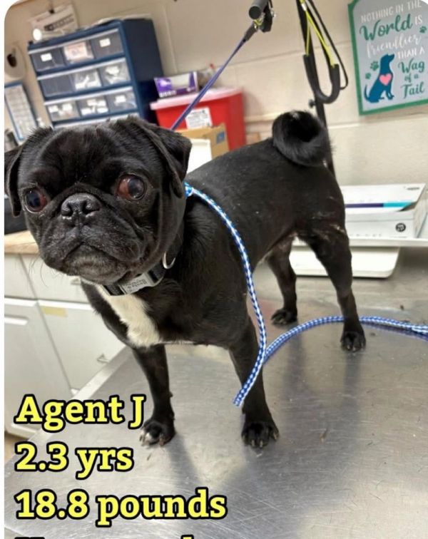 Agent J