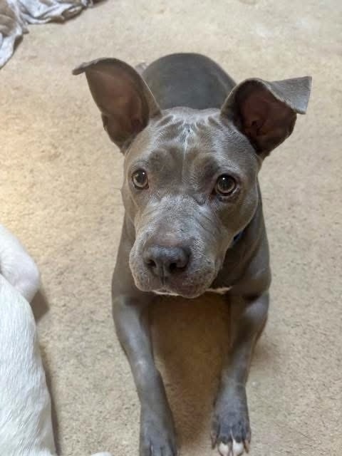 Fiona The Fantastic