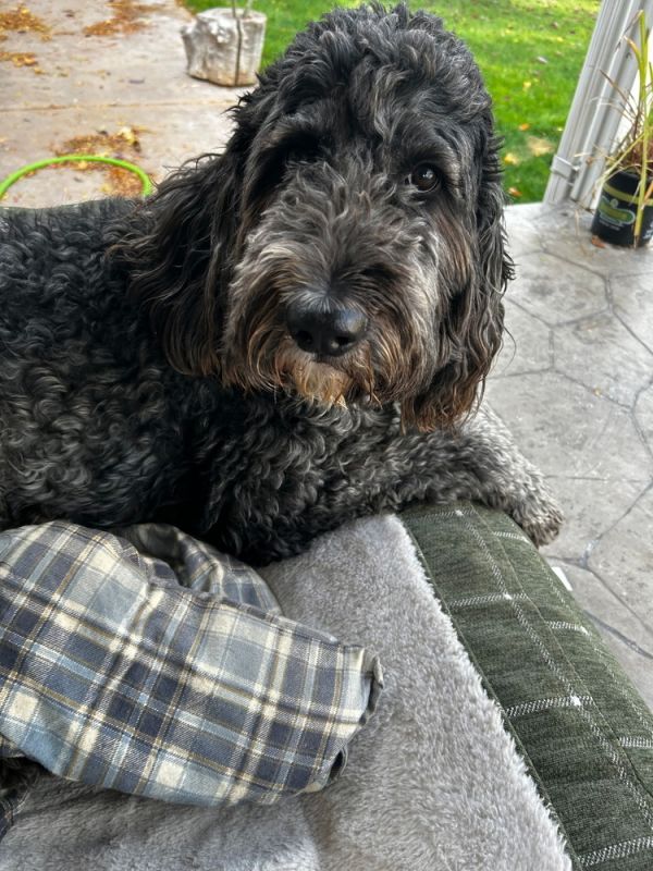 Lulu
