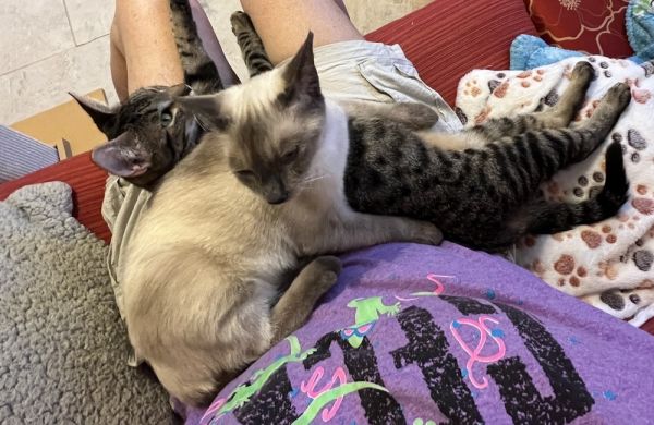 Power Ranger thumbnail 2