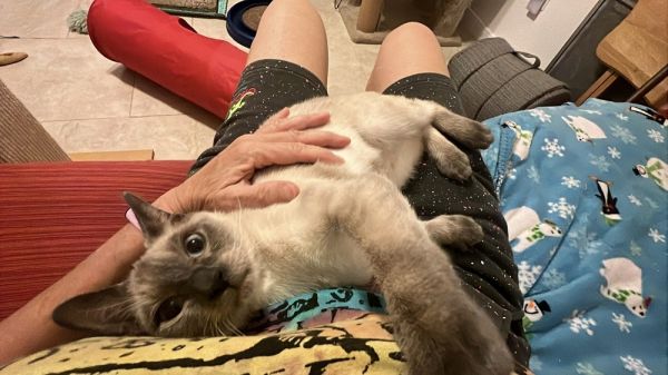 Power Ranger thumbnail 3