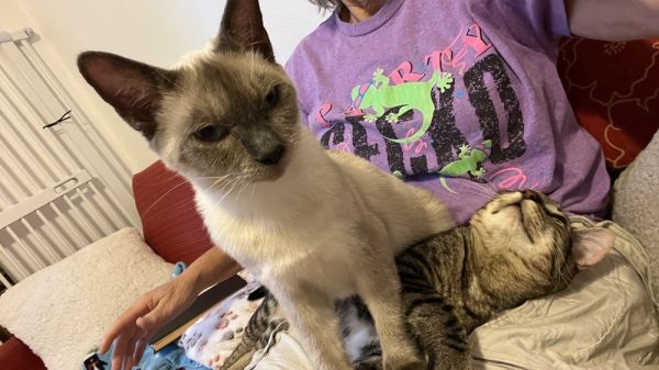 Power Ranger thumbnail 4