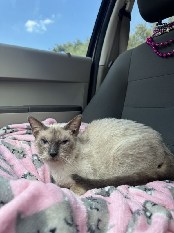 Power Ranger thumbnail 5