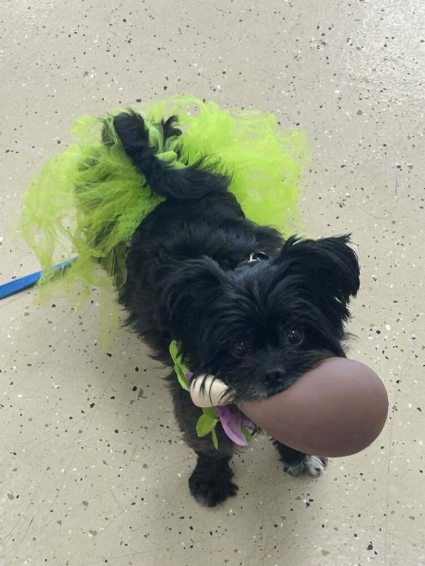 Coco Latte thumbnail 2