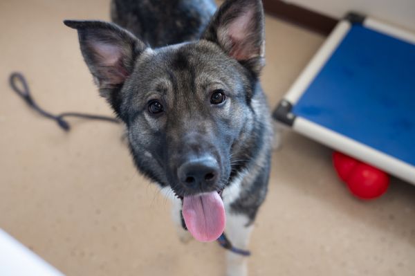 Finnegan thumbnail 3