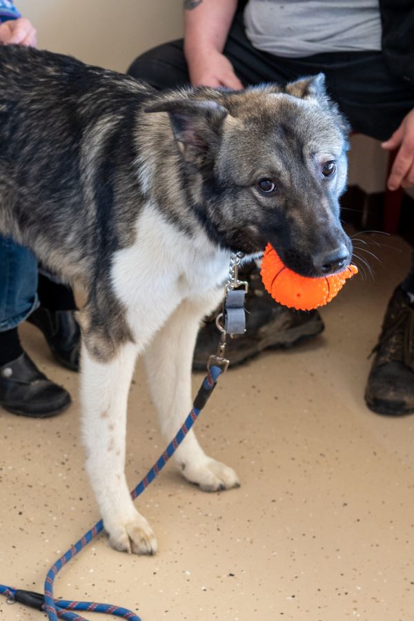 Finnegan thumbnail 4