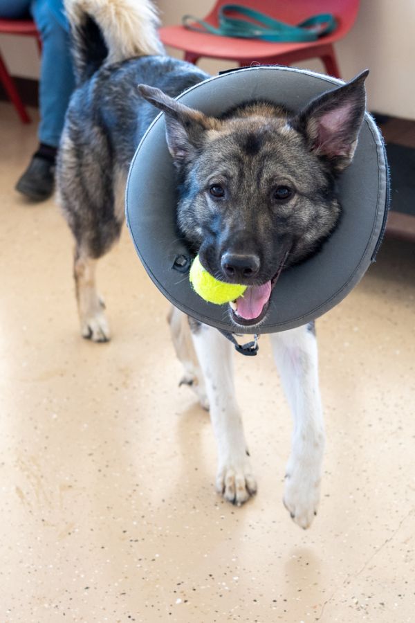 Finnegan thumbnail 5