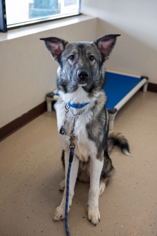 Finnegan thumbnail 6