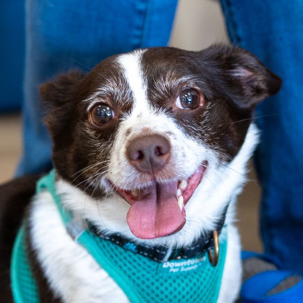 Duke Ellington photo 1