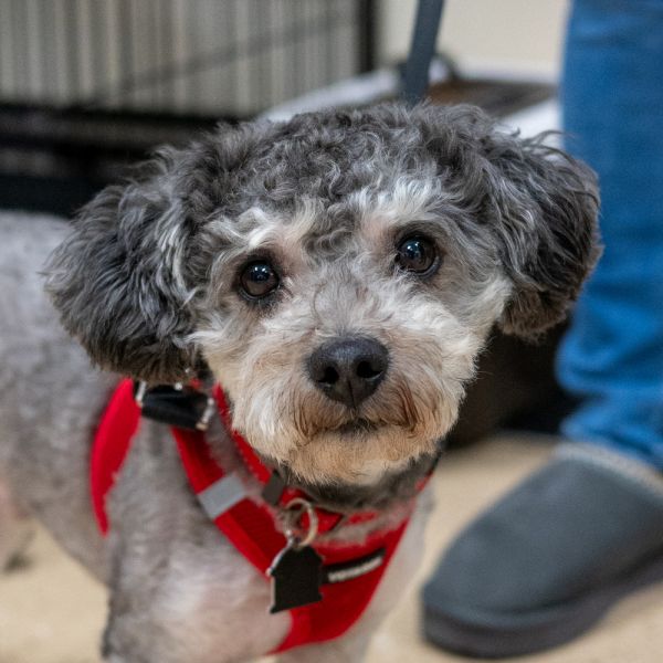 Tobey Maguire photo 1