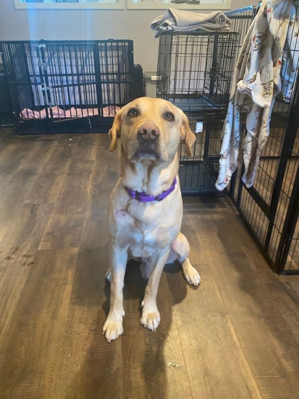 Carter  Undergoing Heartworm