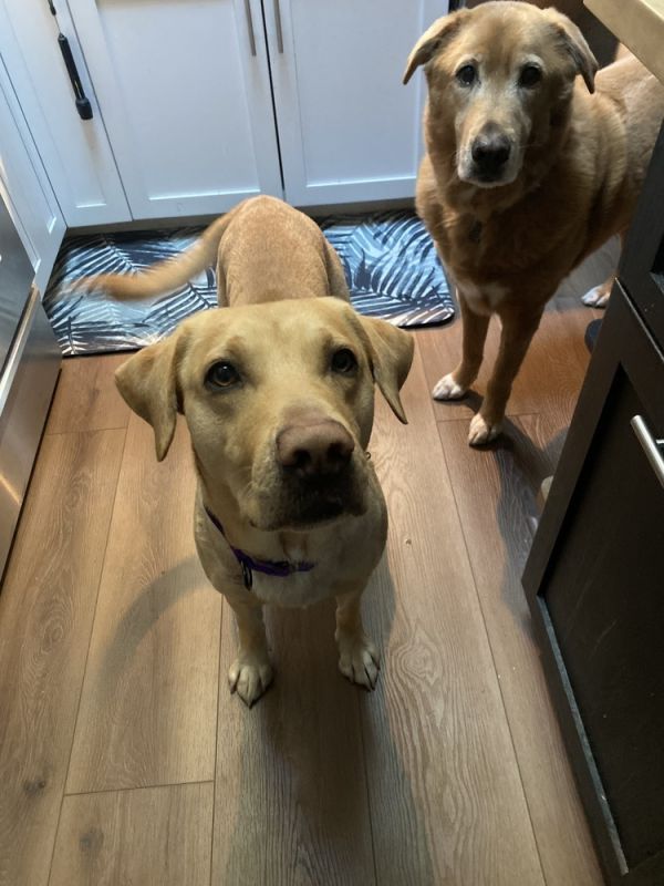 Carter  Undergoing Heartworm thumbnail 2