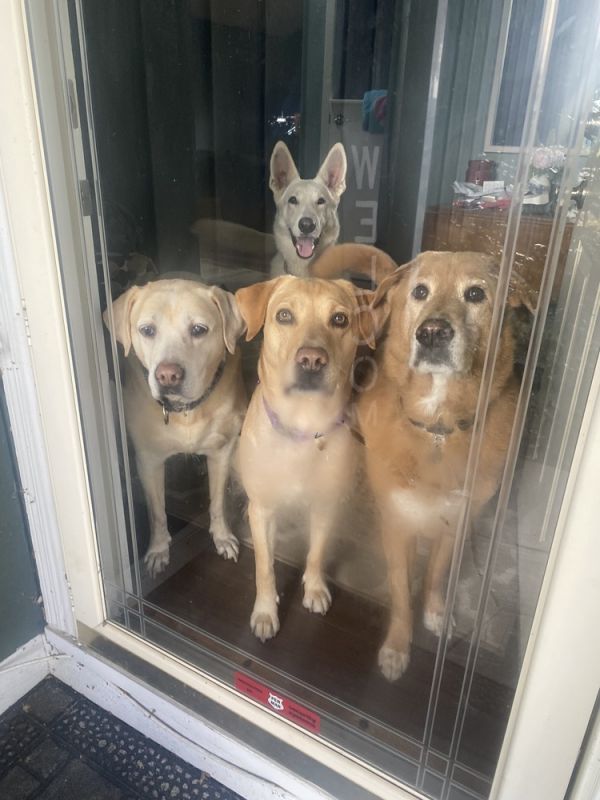 Carter  Undergoing Heartworm thumbnail 3