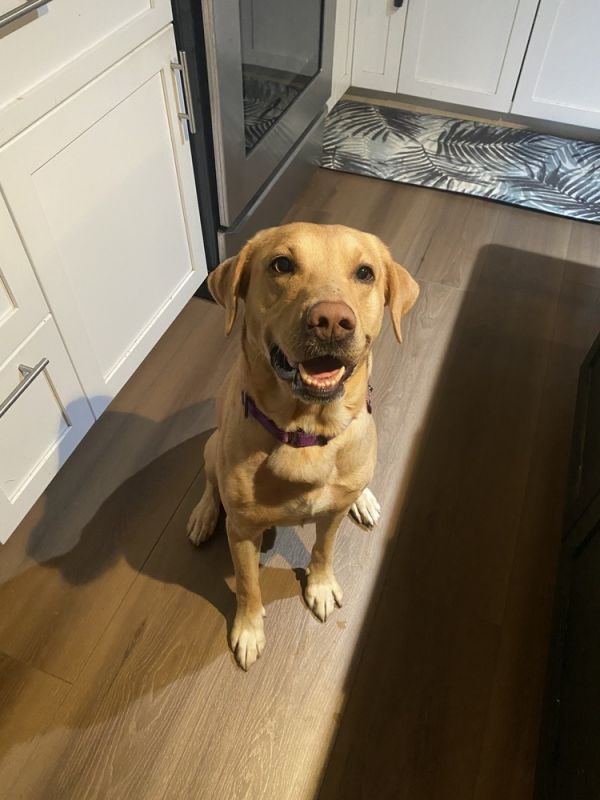 Carter  Undergoing Heartworm thumbnail 4