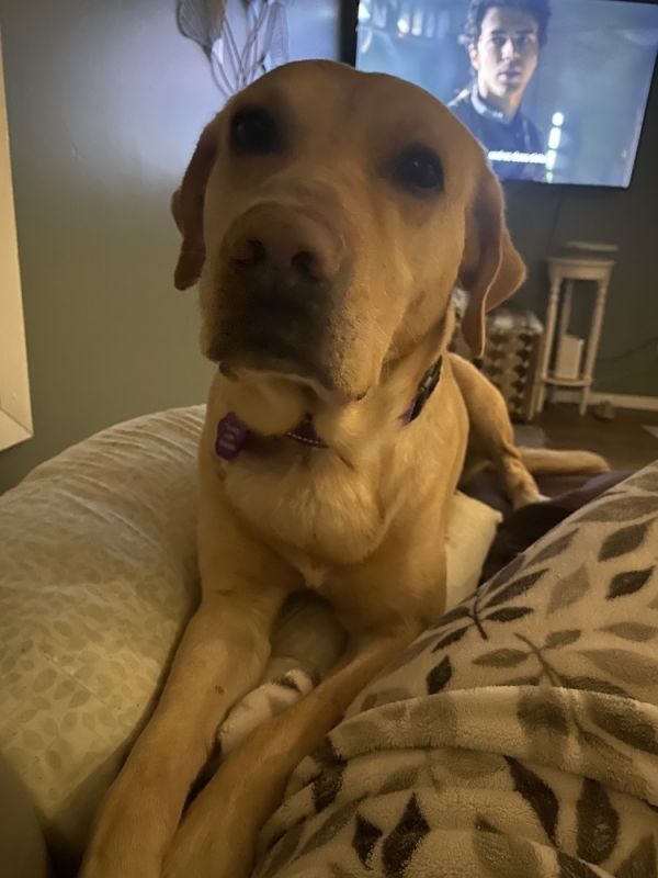 Carter  Undergoing Heartworm thumbnail 5