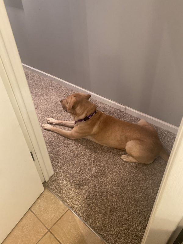 Carter  Undergoing Heartworm thumbnail 6