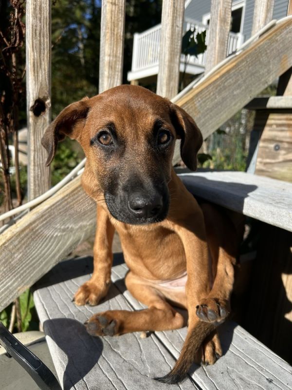 Magnificent Mocha thumbnail 2