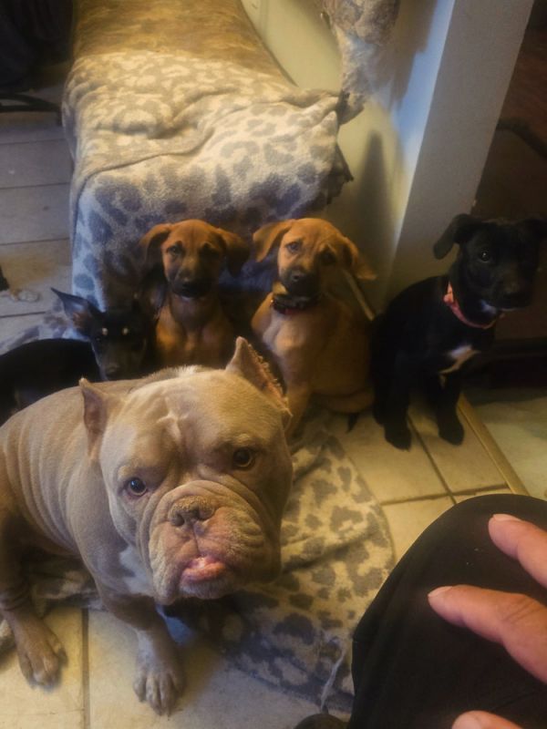 Magnificent Mocha thumbnail 5