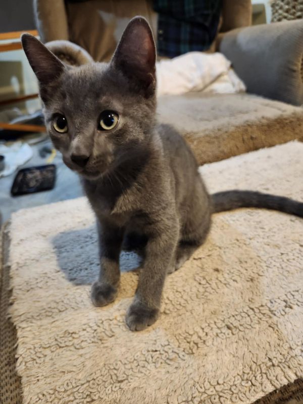 Kelloggsmokey photo 1