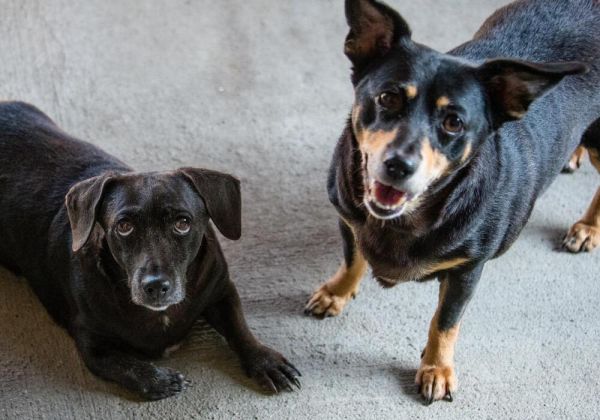 Little Girl thumbnail 2