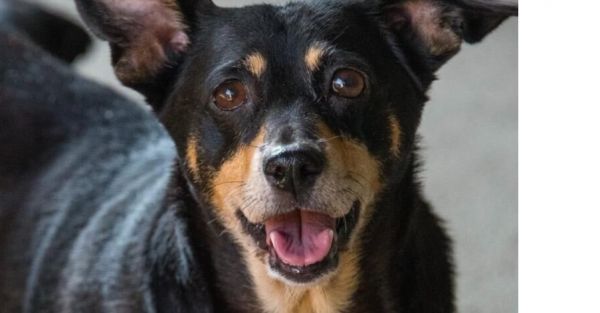 Little Girl thumbnail 4