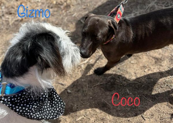 Coco thumbnail 6