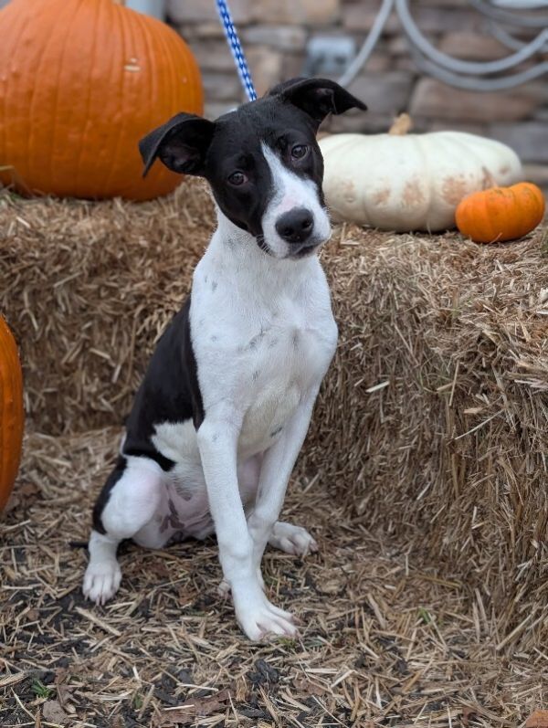 Pepper