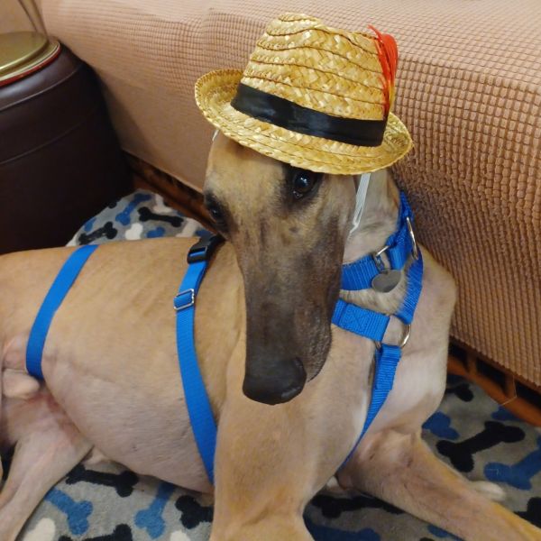 Ff Optimus Prime thumbnail 2