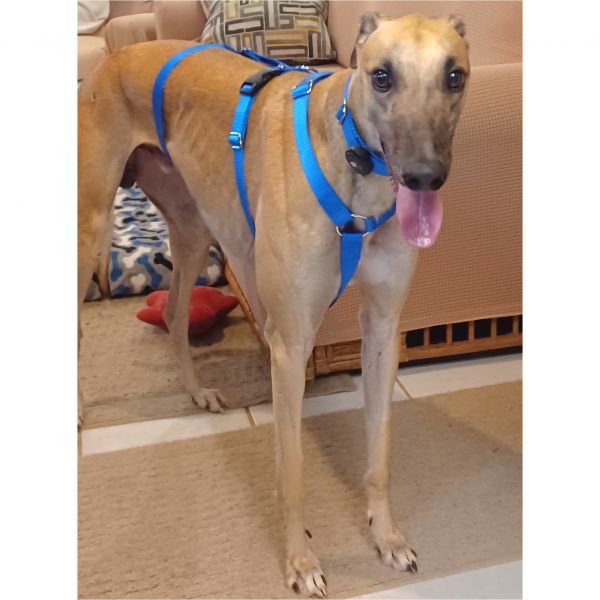 Ff Optimus Prime thumbnail 3