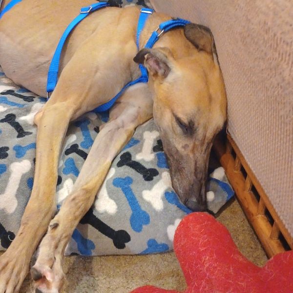 Ff Optimus Prime thumbnail 4